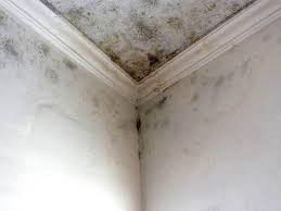 Reliable Bucyrus, OH Mold Removal Solutions