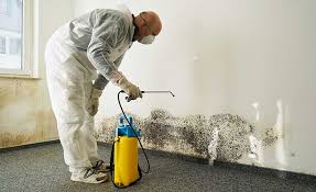 Why You Should Choose Our Mold Remediation Services in Bucyrus, OH